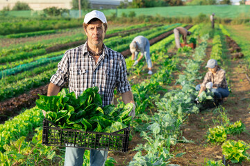 Adult man farmer harvesting chard from beds in field