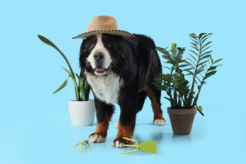 Cute Bernese mountain dog with hat, houseplants and gardening tools on blue background