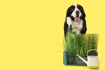 Cute Bernese mountain dog with green grass and watering can on yellow background
