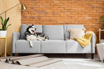 Husky dog lying on sofa in messy room