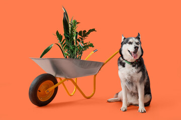 Cute husky dog with wheelbarrow and houseplant on orange background