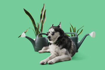 Cute husky dog with houseplants and watering cans on green background