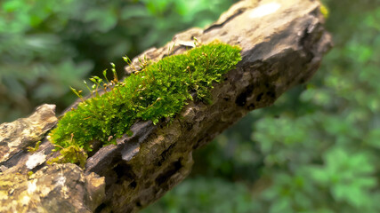 moss on tree trunk in the forest