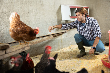 Male worker farm feeding hens in a chicken coop © JackF
