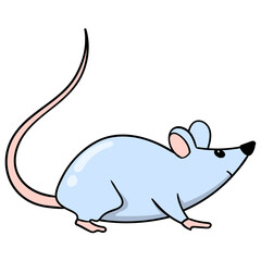 gray mouse is walking