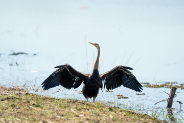 The stupid bird is spreading its wings to receive The sun dries the wings