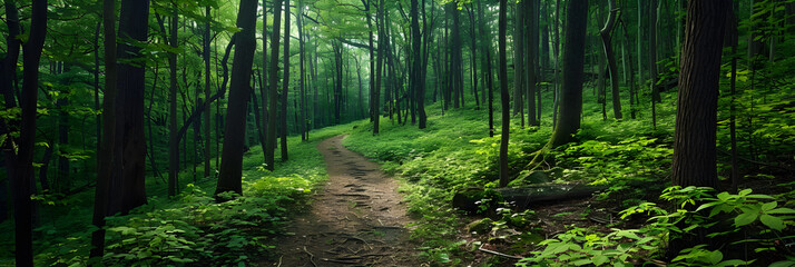 Tranquil Hiking Trail Winding through Lush Woodland under a Sunlit Canopy - Perfect Escape into Nature
