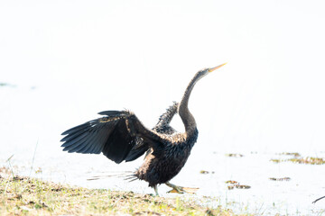 The stupid bird is spreading its wings to receive The sun dries the wings