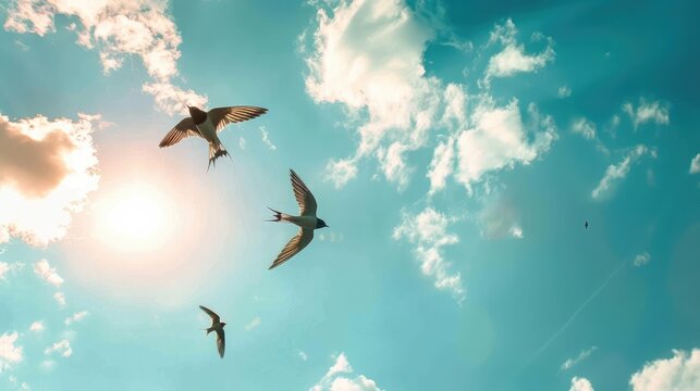 Flying swallows in the sky