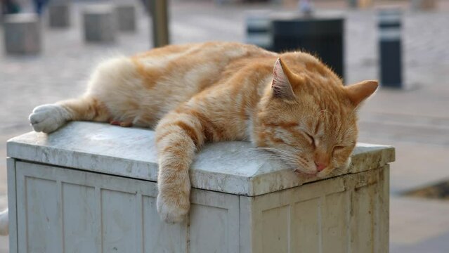 Red cat sleeping outdoors. Closeup