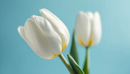 White tulips on light blue background, ai
