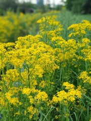 Butterweed Growing Next to a Roadside Ditch, Ohio