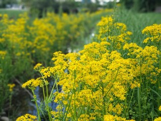 Obraz premium Butterweed Growing Next to a Roadside Ditch, Ohio