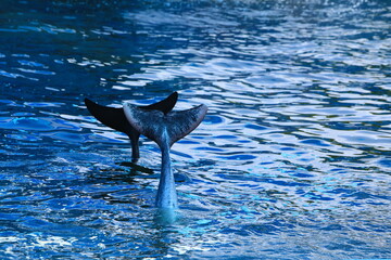 A dolphin show off their tails together.
Oasis Seaworld, at Laem Singh beach, Chantaburi