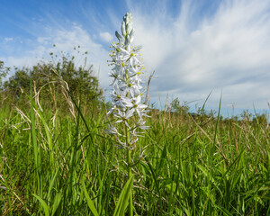 Naklejka premium Camassia scilloides (Wild Hyacinth) Native North American Prairie Spring Wildflower