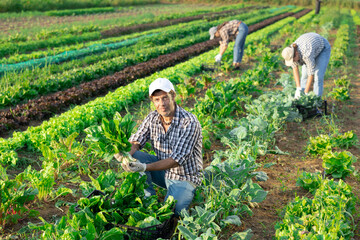 Portrait of successful horticulturist on farm plantation of leafy vegetables with freshly harvested...