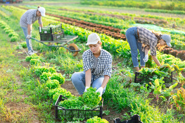 Girl works in farmers field and harvests leaves cos salad, cuts fresh and juicy loosehead lettuce sprout sprig. Growing crops for sale in local supermarkets and greengrocers shops.