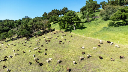 Aerial view of sheep chewing through flammable grass on hill to prevent brush fire and keep...