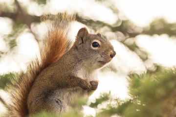 Portrait of American red squirrel sitting on the spruce tree.