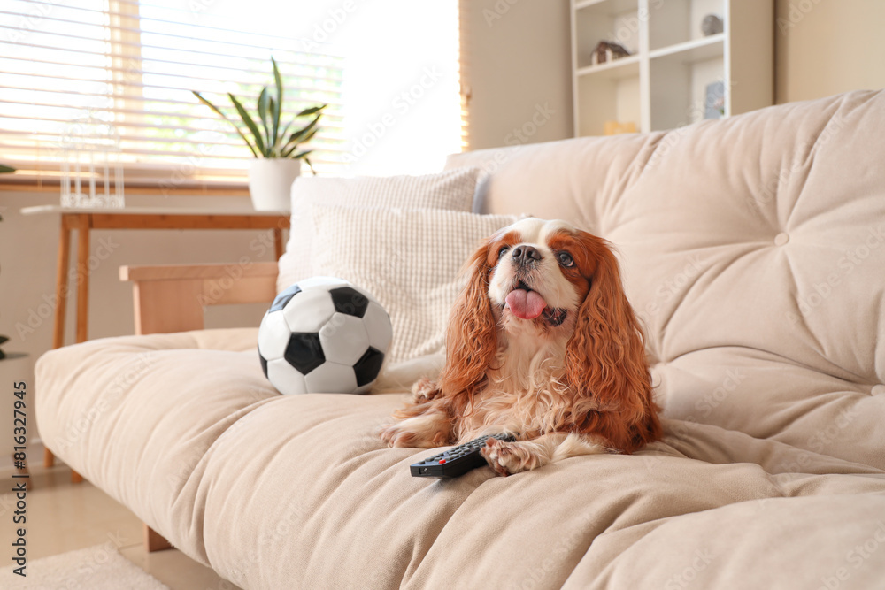 Sticker Cute cavalier King Charles spaniel with soccer ball and TV remote lying on sofa at home