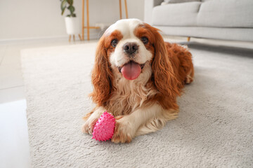 Cute cavalier King Charles spaniel with toy lying on carpet at home
