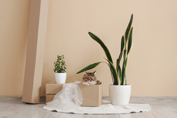Cute cat sitting in cardboard box with bubble wrap at home