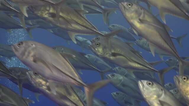 Streamlined bigeye jacks (Caranx sexfasciatus) swimming toger in  deep blue ocean. Medium slow motion shot focuses on  fish's sleek bodies and ir synchronized movement at Cocos Island.