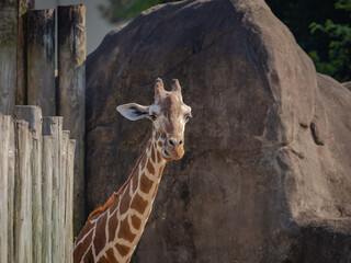 Reticulated giraffe in a zoo located in Alabama.