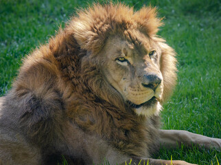 African Lion resting in the grass at a zoo in Alabama.