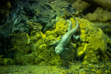 Alligator lizard at zoo reptile exhibit in a zoo in Alabama.