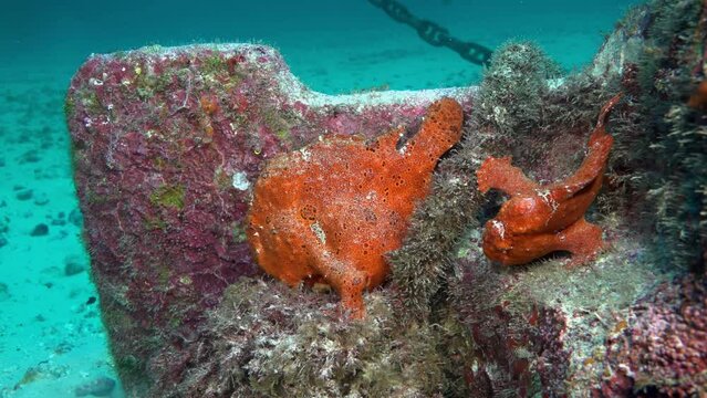 Close-up of bright orange frogfish (Antennarius spp.) camouflaged on shipwreck encrusted with colorful sponges and algae at Cocos Island.