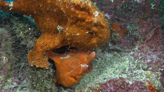 Blenny fish (Parablennius spp.) and frogfish (Antennarius spp.) on shipwreck, blending into algae and sponge-covered environment at Cocos Island.