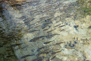 透明度の高い川を優雅に泳ぐたくさんの魚たち