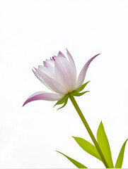 Fototapeta premium Wildflowers