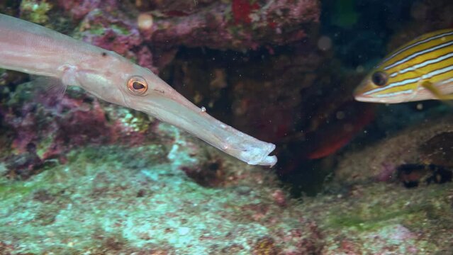 Close-up of a blenny fish (Parablennius spp.) showing its distinct features and vibrant colors against a backdrop of coral and sponges at Cocos Island.