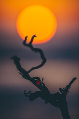 small tree against the background of the red sun at sunset
