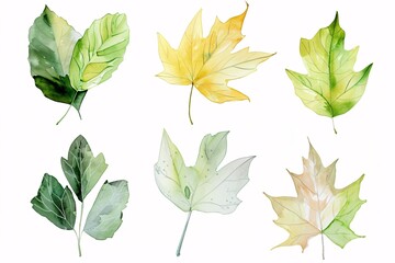 Fototapeta premium A Collection of Watercolor Maple Leaves in Various Colors and Stages of Dryness
