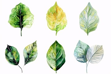 Art of Illustrated Leaf Variations