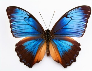 Very beautiful blue orange butterfly with spread wings isolated on a white background.