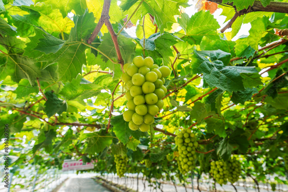 Poster green grapes hang all over the branches in a vineyard in north china