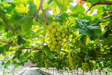 Green grapes hang all over the branches in a vineyard in North China