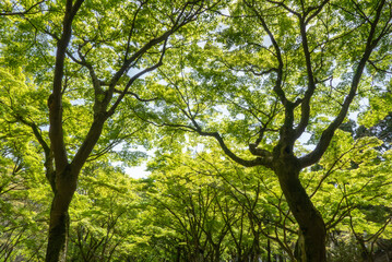 青々とした新緑の木々がまるで春を喜びダンスをするように　滋賀県大津市皇子が丘公園の新緑の風景