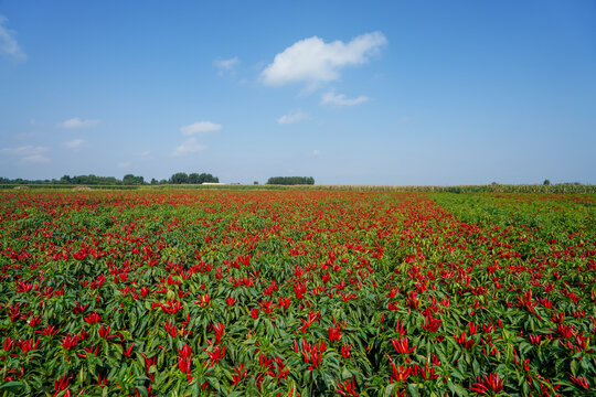 The vigorous growth of Wangtian pepper is in the farmland in North China