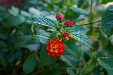 Obraz premium Beautiful Verbena hybrida flowers, North China