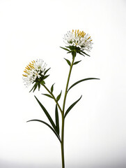 Obraz premium Wildflowers