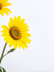 Obraz premium Sunflowers