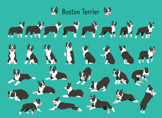 A collection of various Boston Terrier actions and poses. flat vector illustration.	