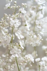 Obraz premium delicate soft white flowers closeup, ai