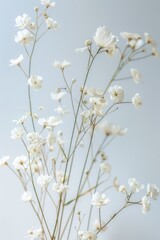 Fototapeta premium delicate soft white flowers closeup, ai