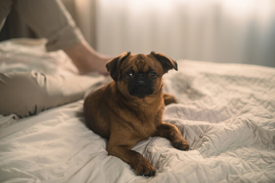 portrait of petit brabanson dog